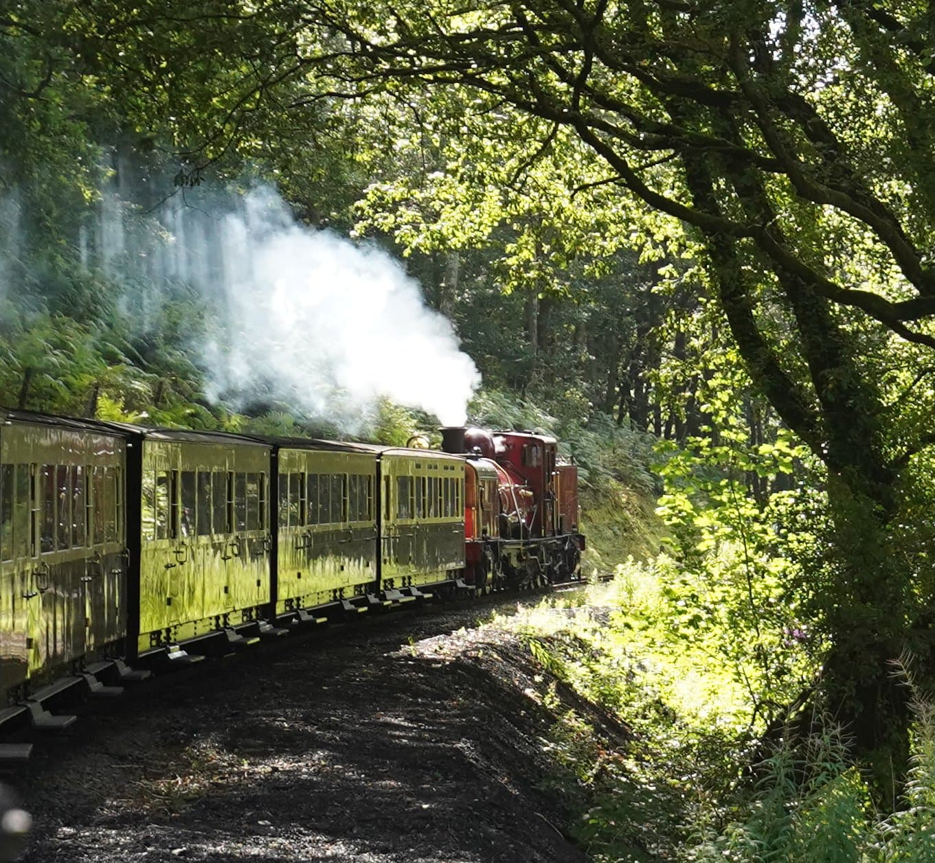 Coasting down through the trees