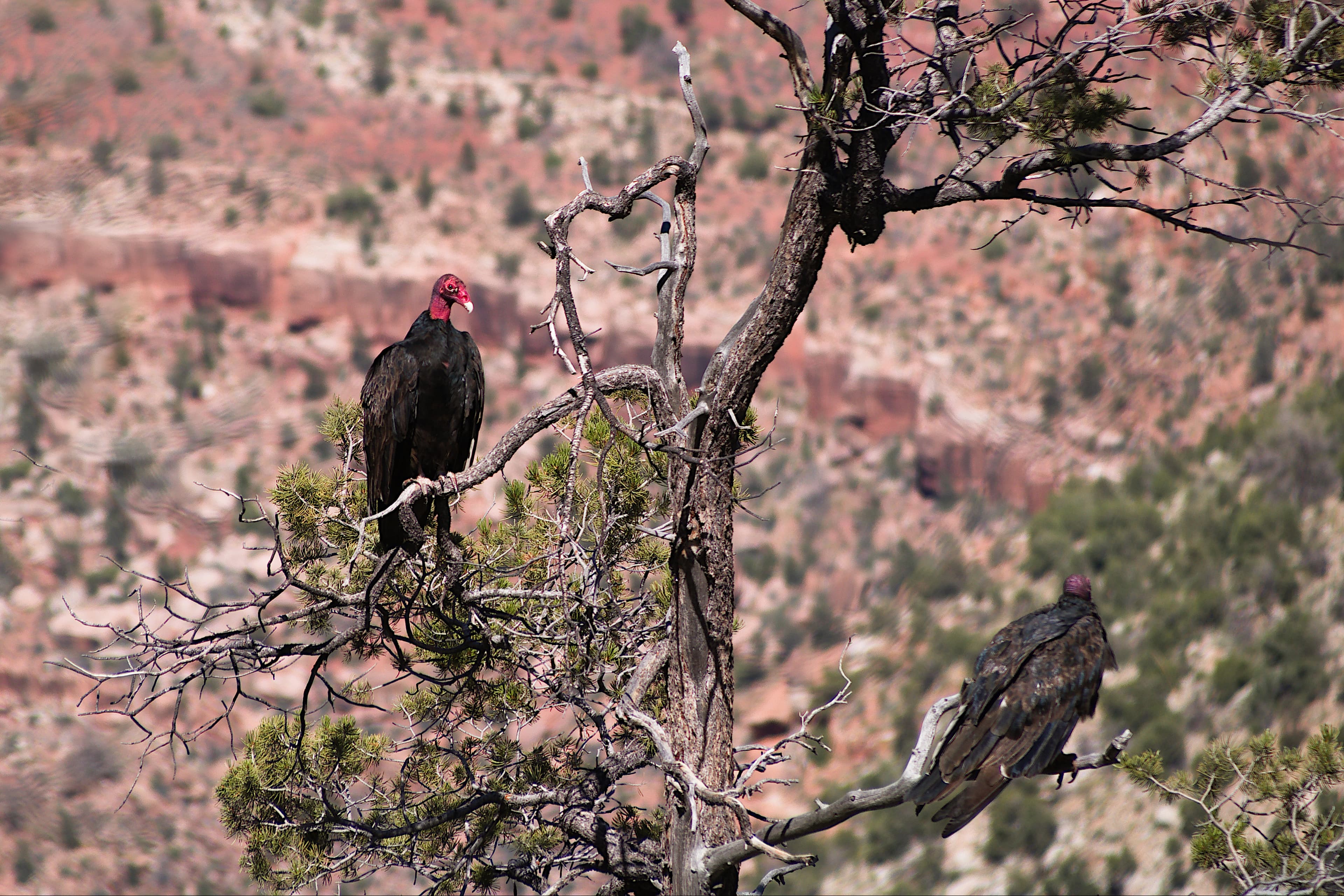 Condor Condo